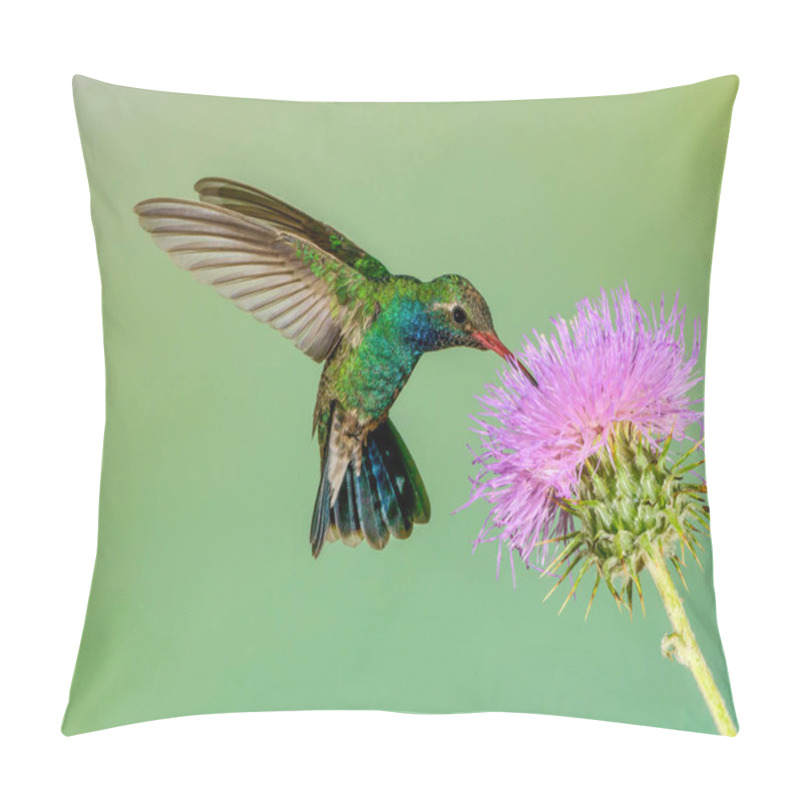 Personality  Broad-billed Hummingbird Pillow Covers