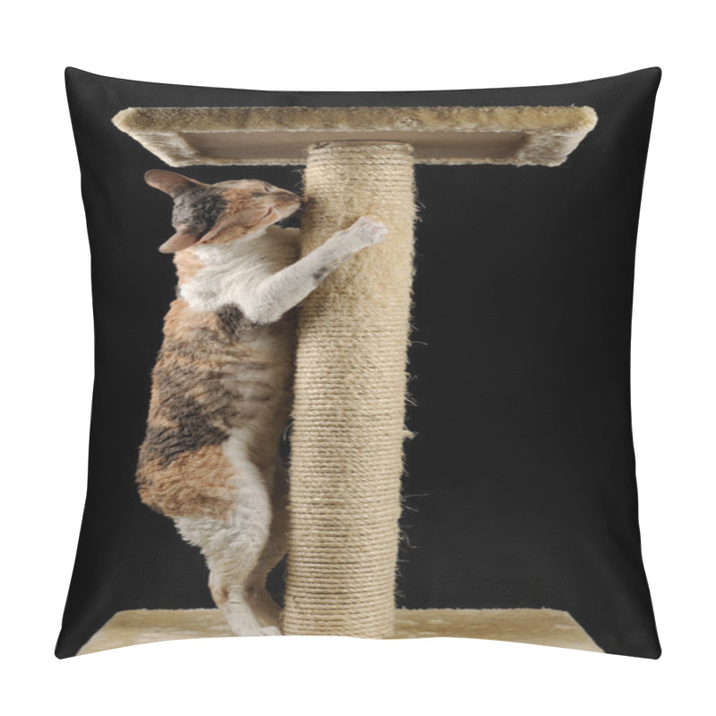 Personality  Cute Cat With Closed Eyes Scratching A Scratching Post Pillow Covers