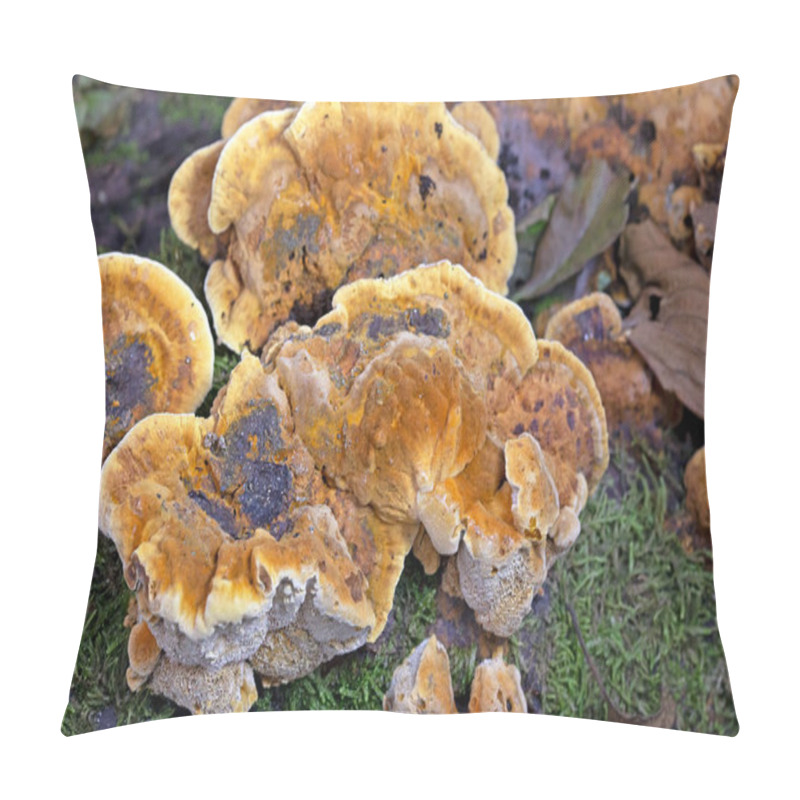 Personality  Trametes Trogii Is A Species Of Fungus Belonging To The Family Polyporaceae.The Fruit Bodies Are Capsular,with A Characteristic Yellowish,gritty Pubescence Above,with Irregular Angular Pores Below Pillow Covers