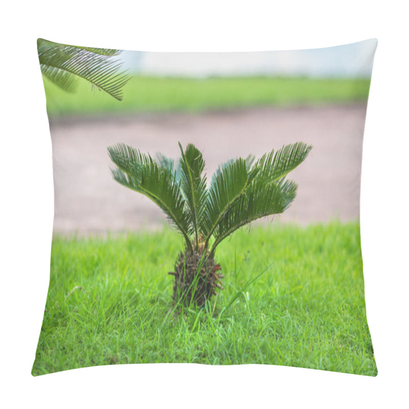 Personality  True Sago Palm On The Lawn Pillow Covers