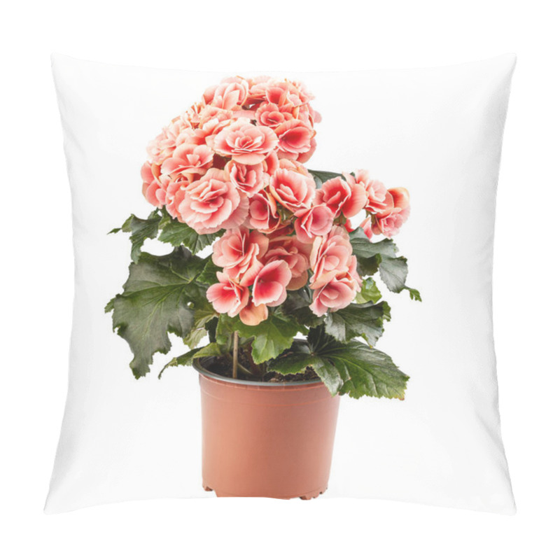 Personality  Elatior Begonias The Perfect Indoor Plant In Brown Flower Pot On White Background Pillow Covers