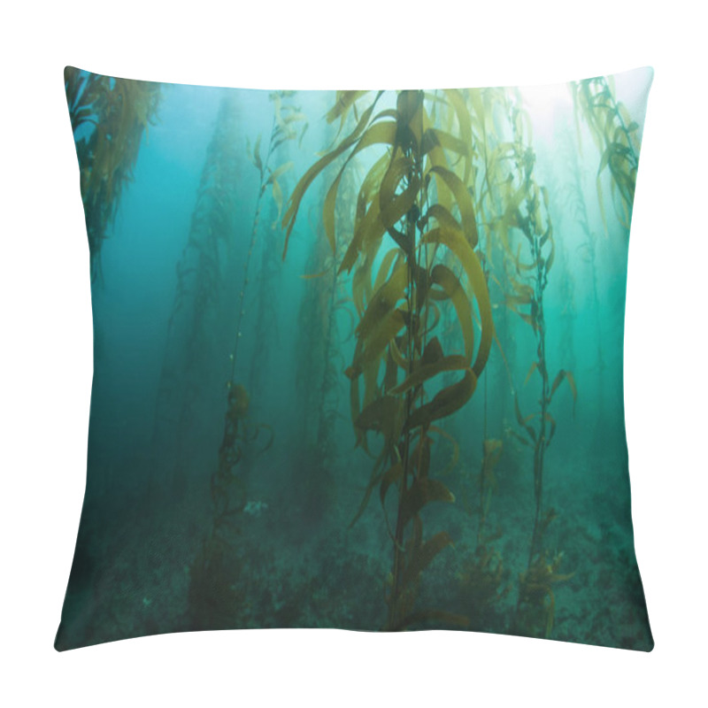 Personality  Kelp Forest Underwater In California Pillow Covers