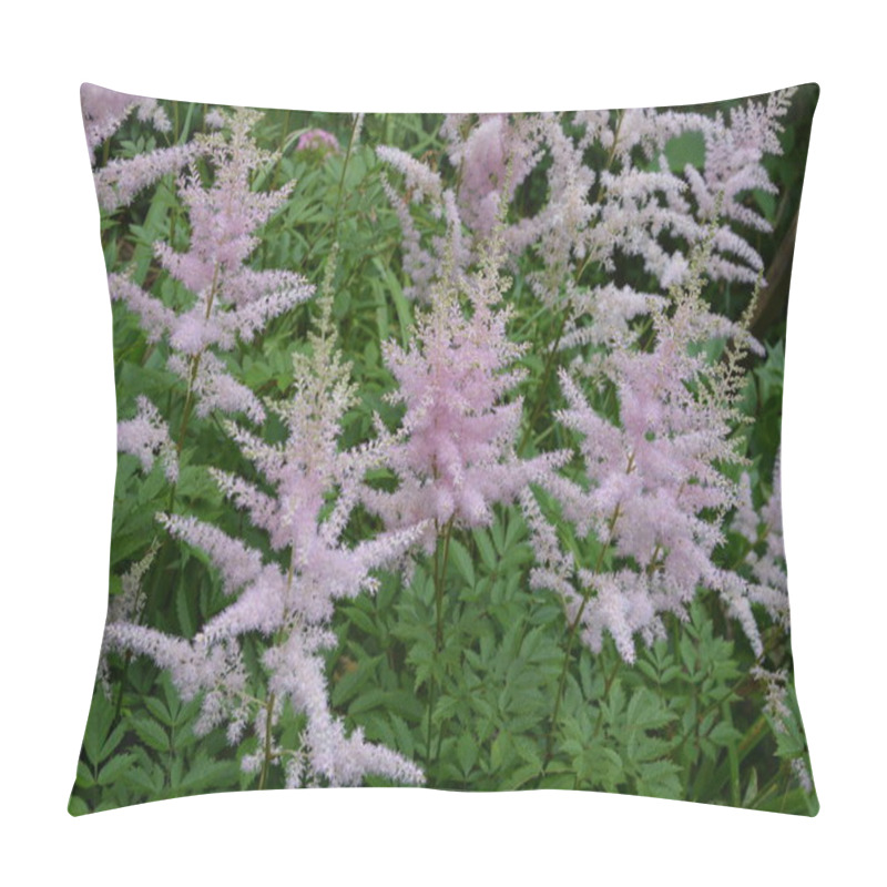 Personality  Astilbe Plant (also Called False Goat's Beard And False Spirea) With Pink Feathery Plumes Of Flowers Growing In The Garden Pillow Covers