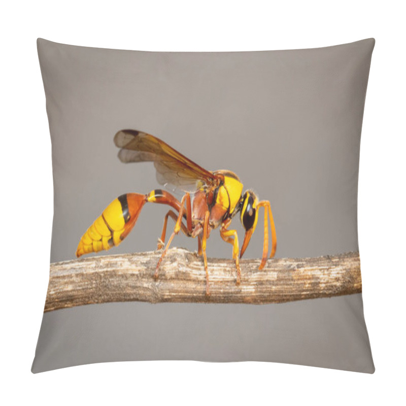 Personality  Image Of Black Back Mud-wasp On Dry Branch On Natural Background. Insect. Animal. Pillow Covers