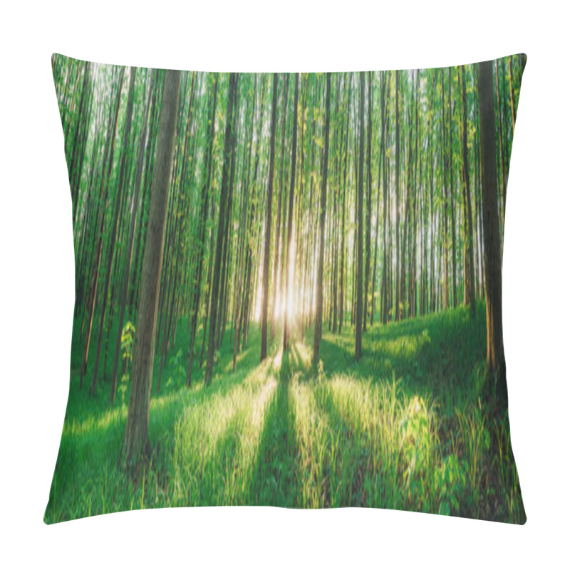 Personality  Spring Forest Trees. Nature Green Wood Sunlight Backgrounds. Pillow Covers