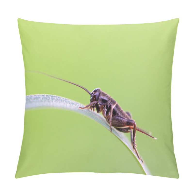 Personality  Cricket Nymph Insect Pillow Covers