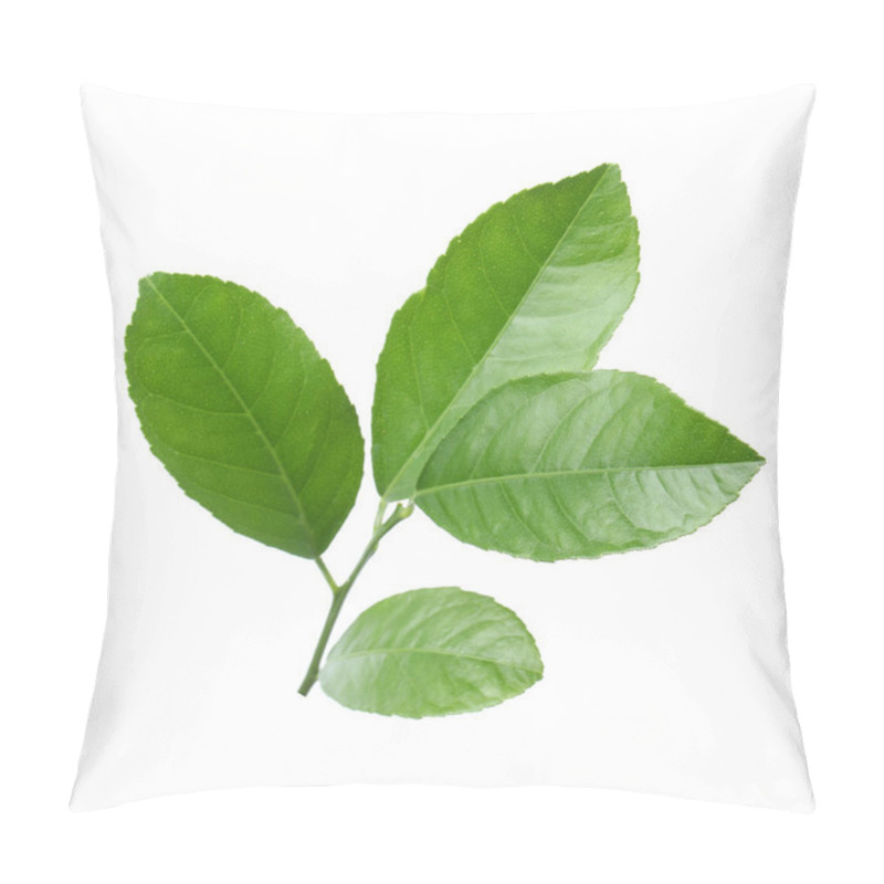 Personality  Fresh Twig With Green Citrus Leaves On White Background Pillow Covers