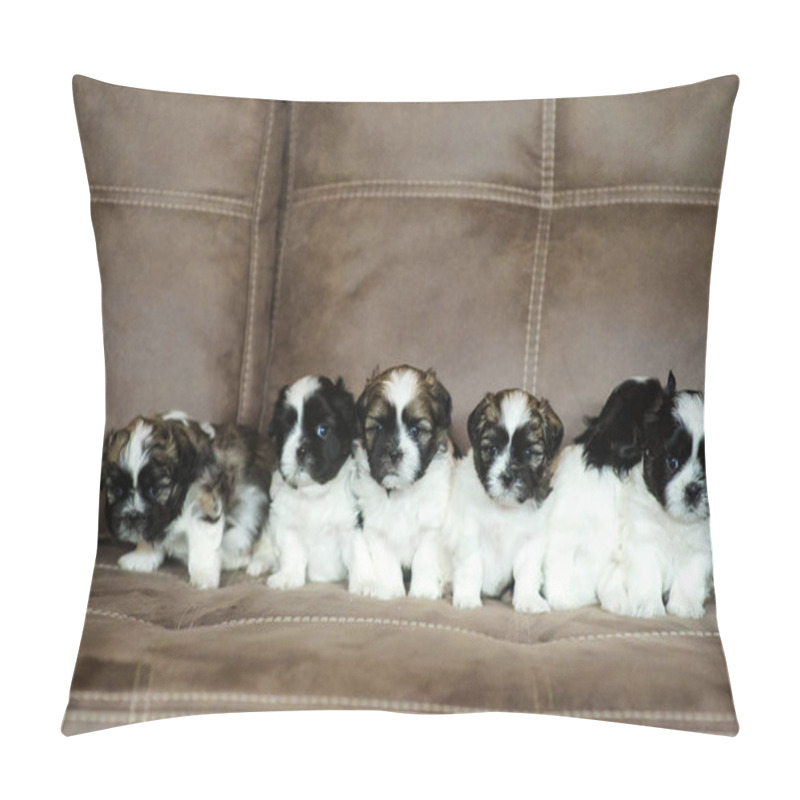 Personality  Shih Tzu Puppies Pillow Covers