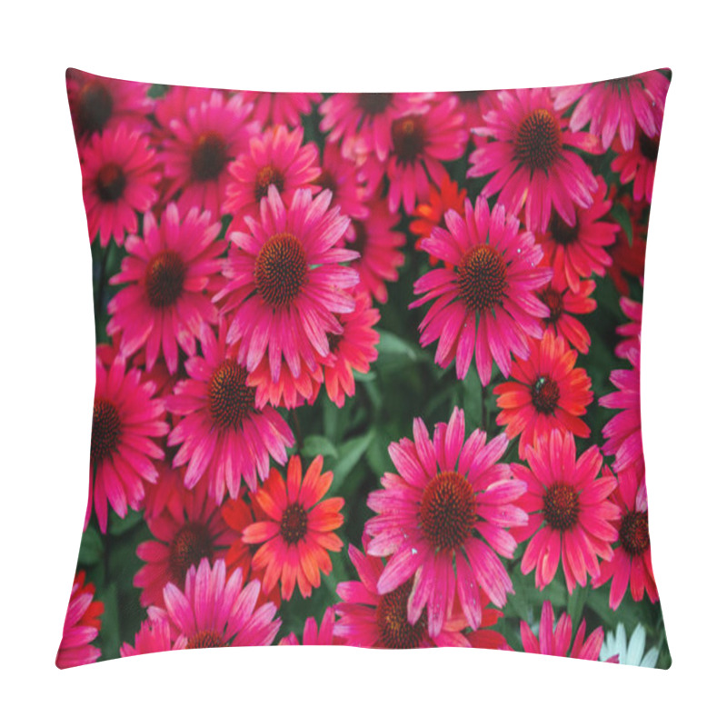 Personality  A Vibrant Cluster Of Bright Pink Coneflowers Echinacea In Full Bloom, Creating A Striking Contrast With Green Leaves In A Garden Setting Pillow Covers