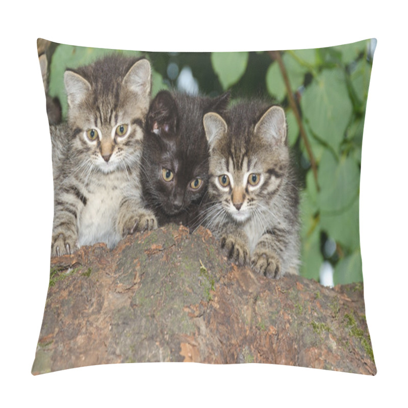 Personality  Three Young Wild Cats Pillow Covers