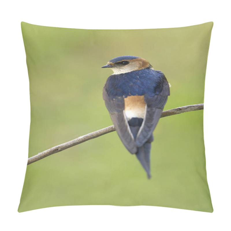 Personality  Red-rumped Swallow. Cecropis Daurica Pillow Covers