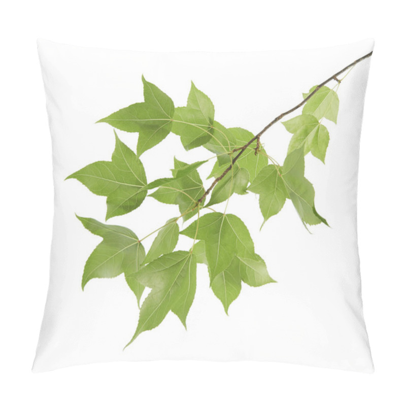 Personality  Acer Foliage, Green Maple Leaves, Isolated On White Background With Clipping Path  Pillow Covers