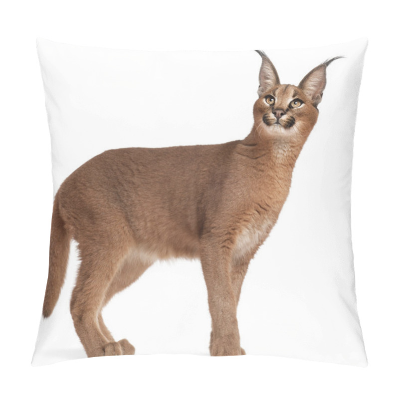 Personality  Close-up Of Caracal, Caracal Caracal, 6 Months Old, In Front Of White Background Pillow Covers