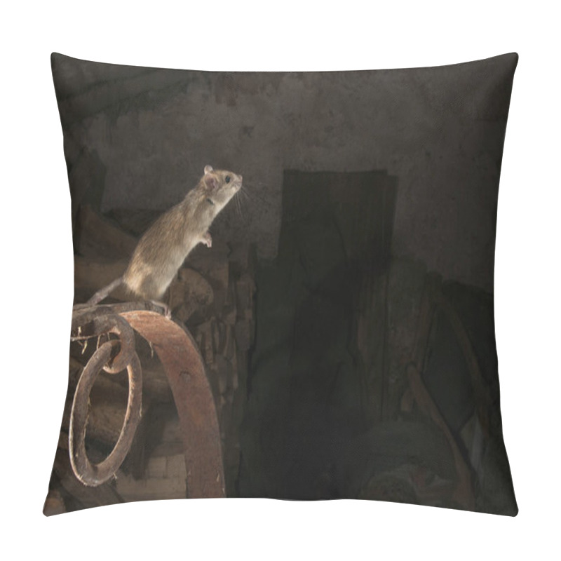 Personality  Black Rat Or Field Rat Portrait In An Old Haystack, Rattus Rattus, Spain Pillow Covers