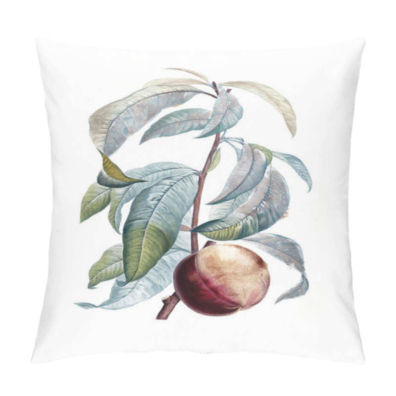 Personality  Illustration Of Plant. Old Image Pillow Covers