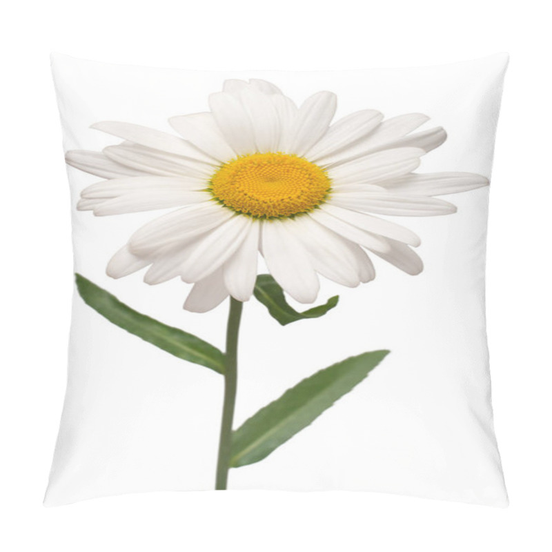 Personality  One White Daisy Flower Isolated On White Background. Flat Lay, T Pillow Covers