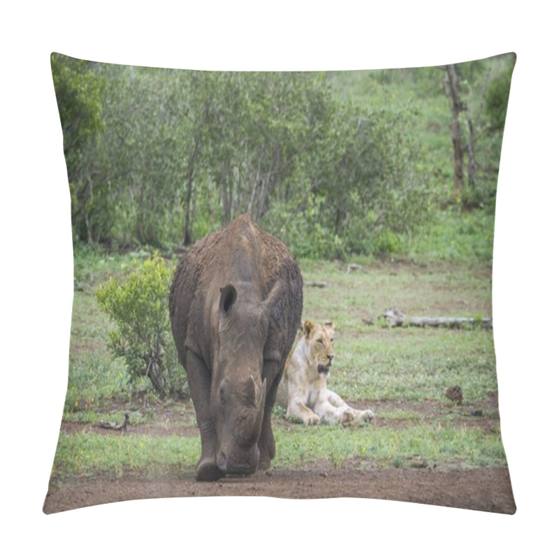 Personality  Southern White Rhinoceros And African Lion In Kruger National Pa Pillow Covers