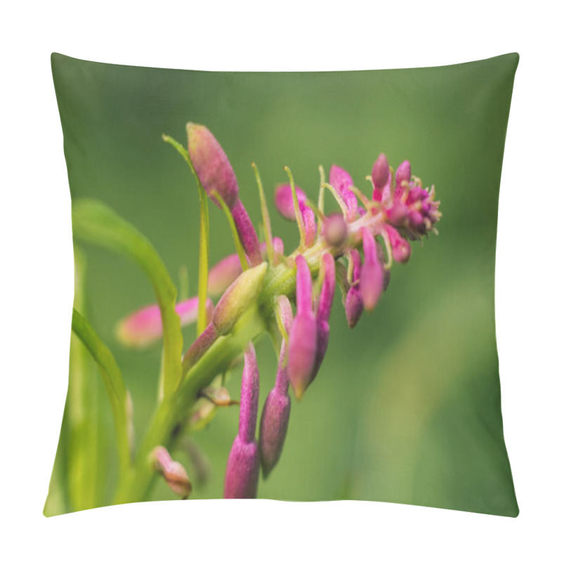 Personality  Capture The Beauty Of A Delicate Purple Cypripedium Flower Bud In Exquisite Detail, Showcasing Nature's Elegance In A Stunning Close-up Shot Pillow Covers