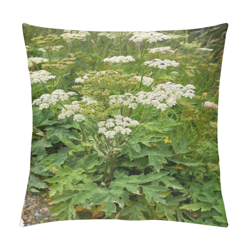 Personality  Heracleum Sphondylium White Flower Head Close Up Pillow Covers