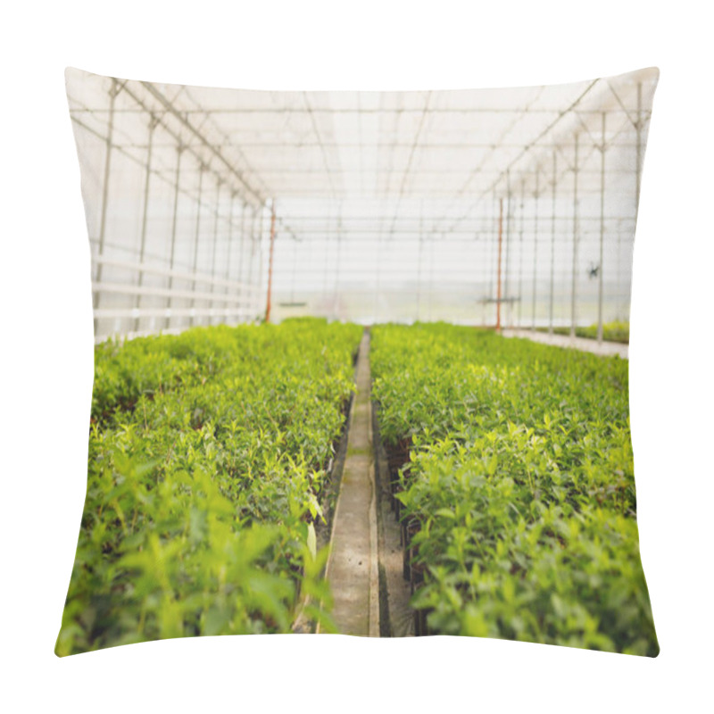 Personality  Flowers Cultivation In A Green House. Production Flowers. Plants Crop In Greenhouse. Pillow Covers