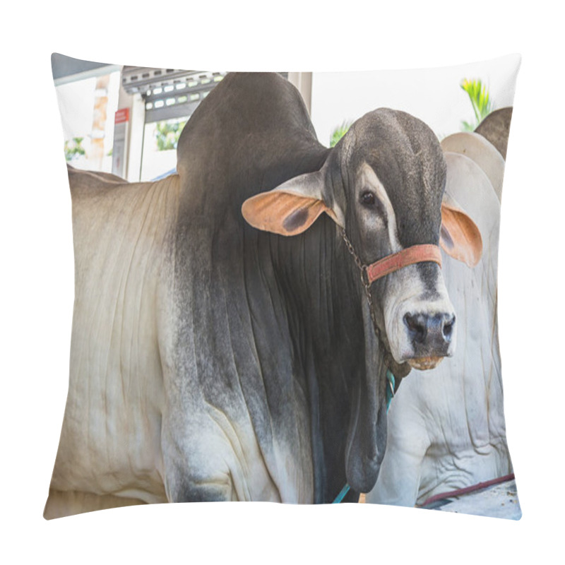 Personality  Brazilian Nelore Elite Cattle In A Exposition Park Pillow Covers