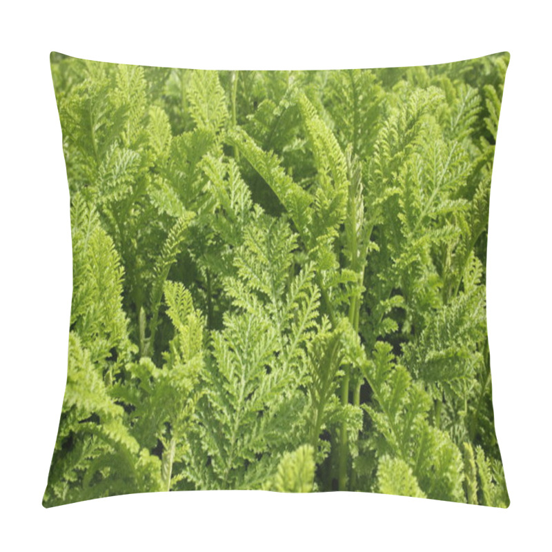 Personality  Yarrow Herb Pillow Covers