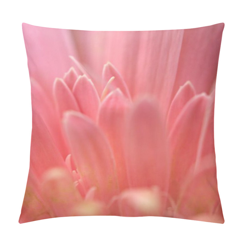 Personality  Closeup Pink Petals Of Common Daisy (transvaal) Flower With Bright Blurred Background, Macro Image And Soft Focus ,sweet Color For Card Design Pillow Covers