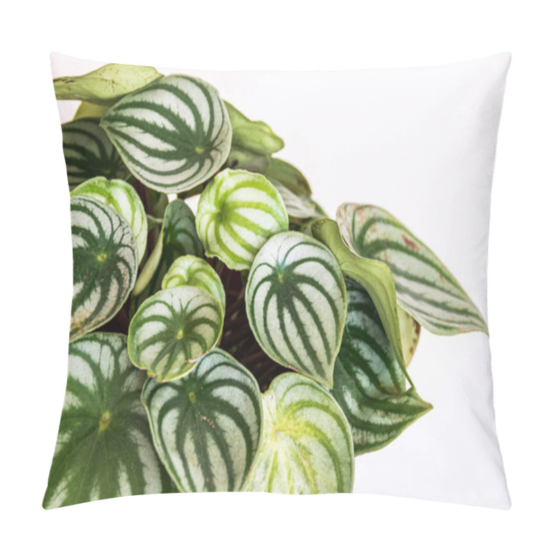 Personality  Watermelon Peperomia (peperomia Argyreia) Plant With The Attractive Stripy Pattern On White Background. Pillow Covers