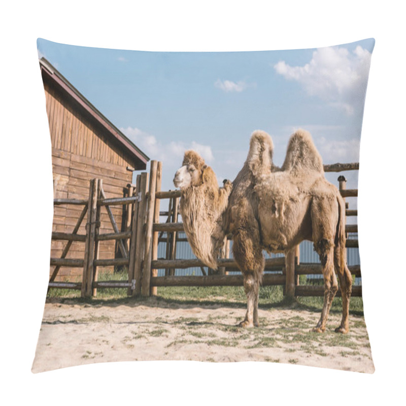 Personality  Side View Of Two Humped Camel Standing In Corral Under Sunlight At Zoo  Pillow Covers