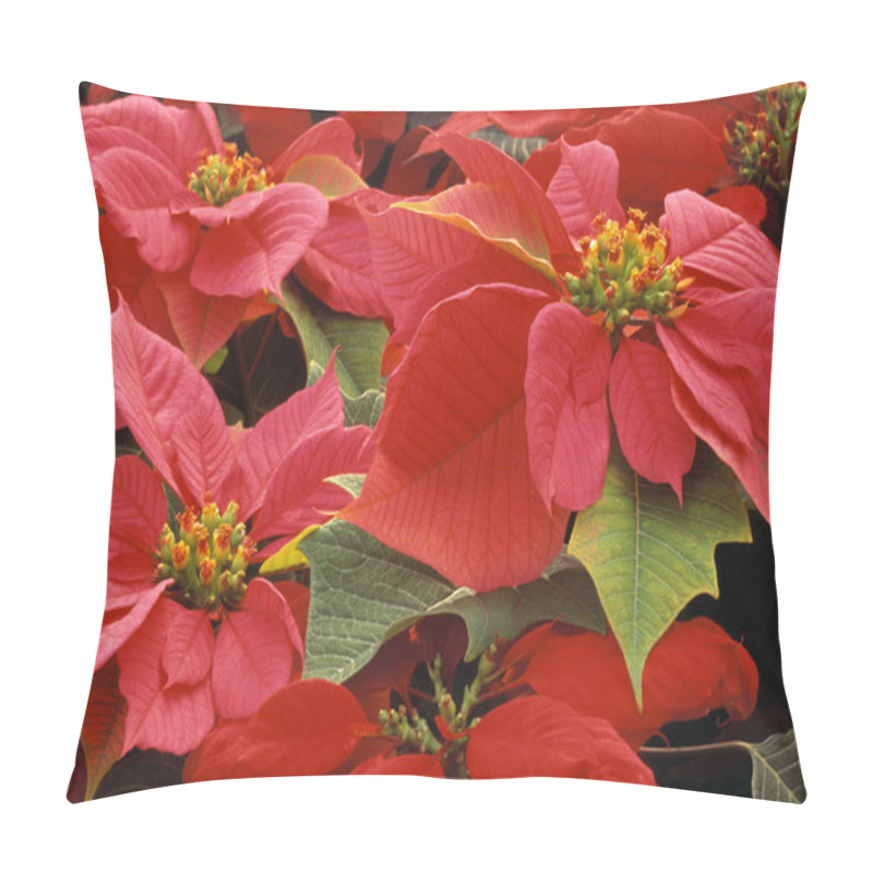 Personality  Poinsettias Pillow Covers