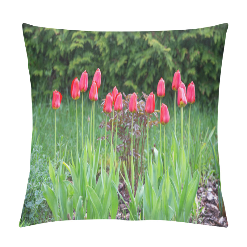 Personality   Luster Of Red Tulips Blooming In Lush Spring Garden. Vibrant Red Petals Contrast Beautifully With Green Foliage, Creating Stunning Seasonal Display. Symbol Of Love, Renewal, Natural Elegance Tulip Pillow Covers