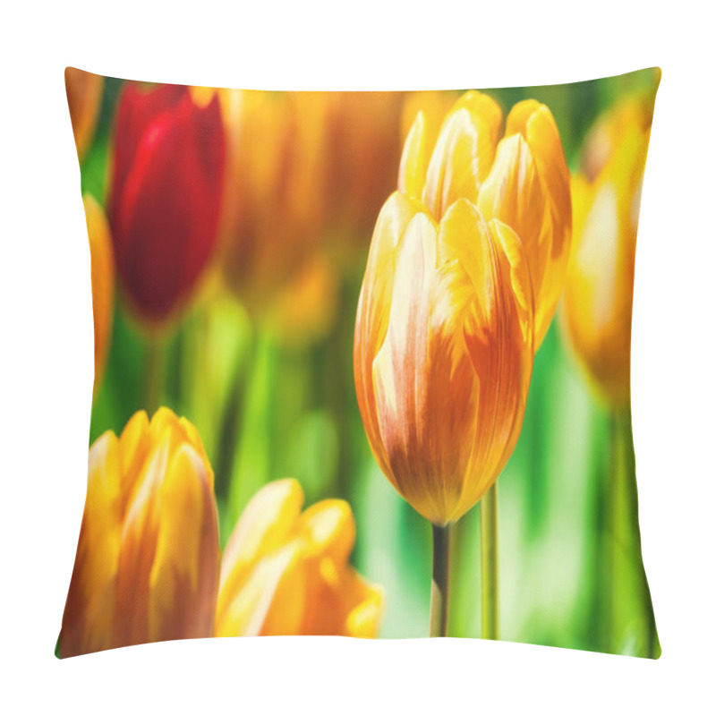 Personality  Yellow And Orange Tulips Blooming Brightly In A Lush Garden Surrounded By Green Leaves, Showcasing The Vibrant Beauty Of Spring. Pillow Covers