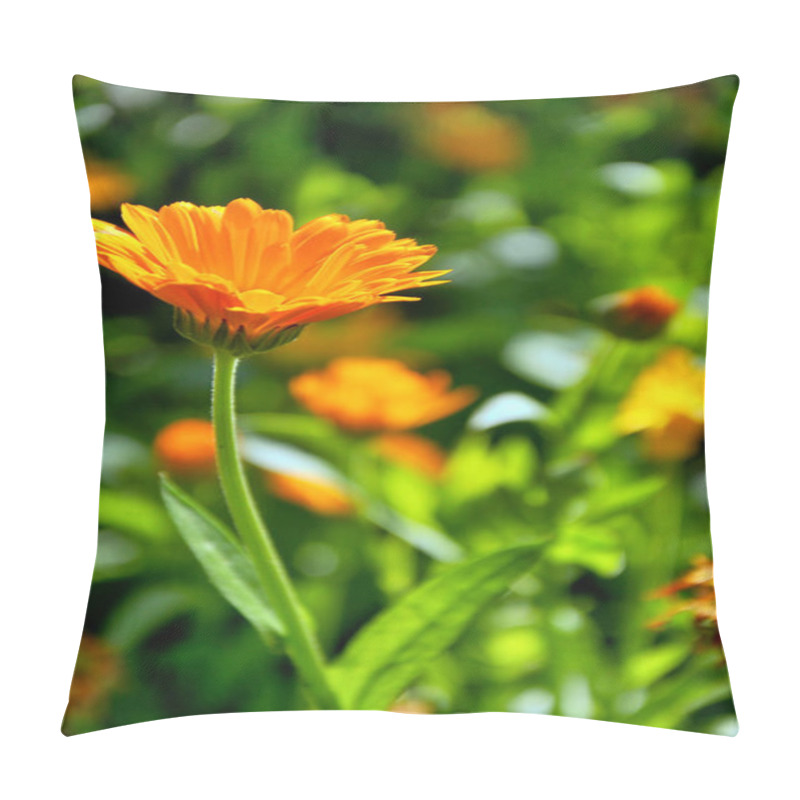 Personality  Yellow Calendula Flowers In The Garden Pillow Covers