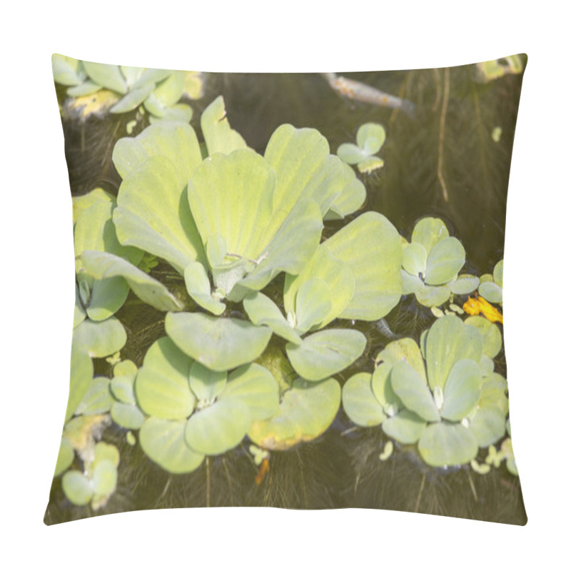 Personality  Mosquito Fern Or Water Fern Pillow Covers