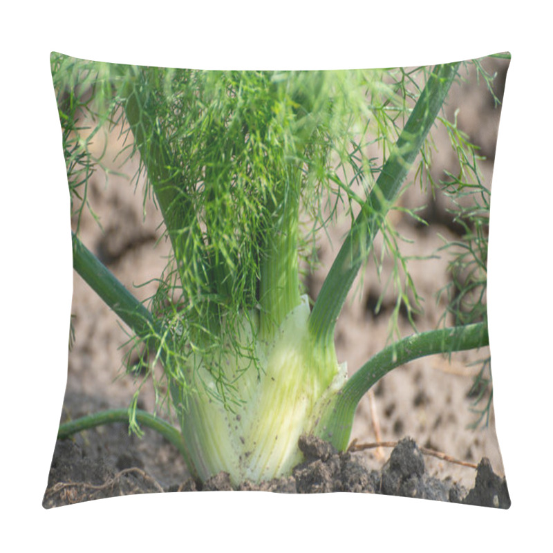 Personality  Farm Field With Growing Green Annual Florence Fennel Bulbing Plants, Foeniculum Vulgare Azoricum. Pillow Covers