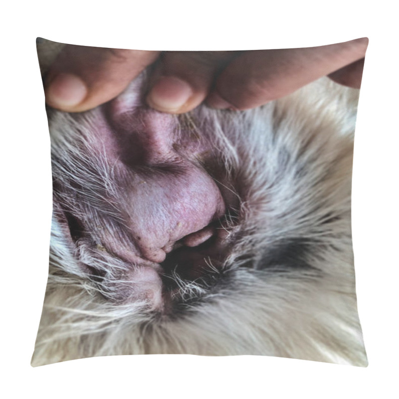 Personality  Closeup The Ear Dog Skin,the Aural Hematoma Disease,from Collection Of Blood Under The Skin Of Ear Flap,the Swollen Ear From In Fection,show Texture Ofswollen Skin And Texture Of Disease Pillow Covers