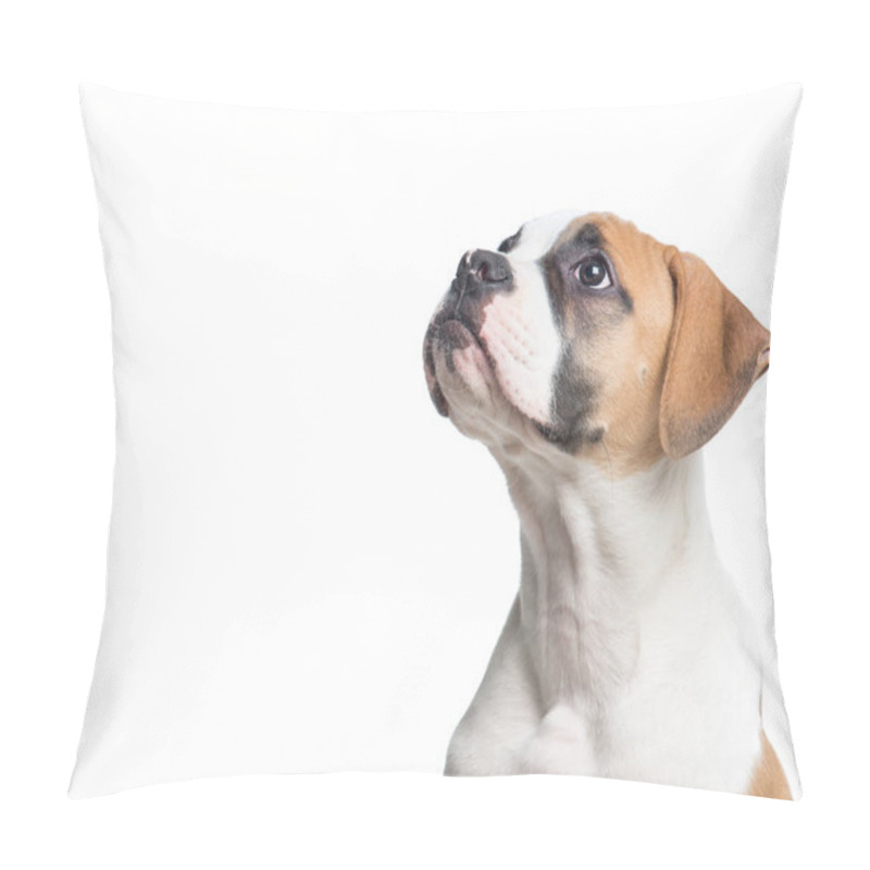 Personality  American Bulldog Puppy Portrait Looking Up Isolated On A White B Pillow Covers