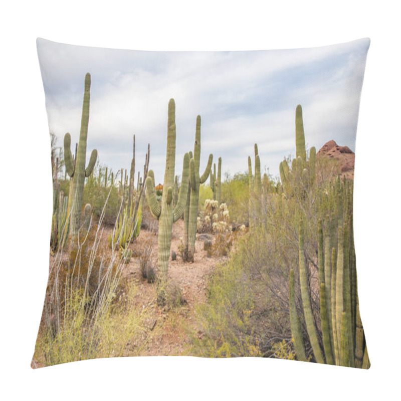 Personality  Phoenix, United States - 24.11.2019 Desert Botanical Garden In Phoenix 24.11.2019 In Phoenix, Arizona, United States Pillow Covers