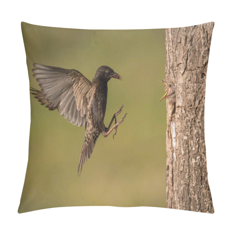 Personality  The Common Starling, Sturnus Vulgaris Is Flying With Some Insect To Feed Its Chick, The Young Bird Is Opening Its Beak To Be Feeded, Pretty Golden Light, Green Backgroun Pillow Covers