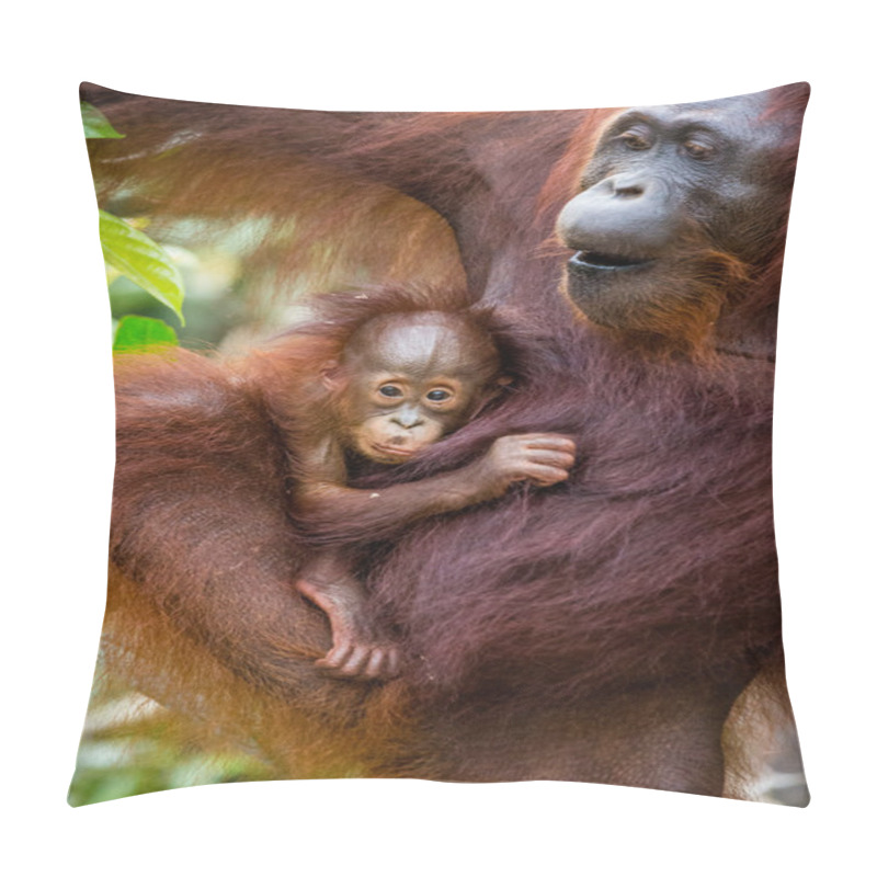 Personality  Two Orangutans  Indonesia. Pillow Covers