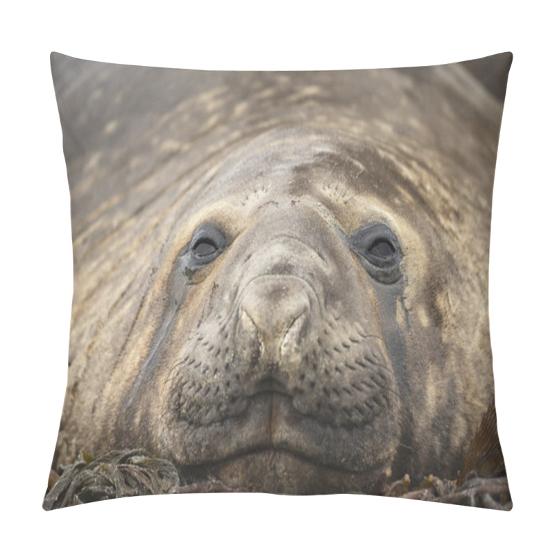 Personality  Close Up Of A Southern Elephant Seal Lying On Sea Weeds On A Coastal Area Of The Falkland Islands. Pillow Covers