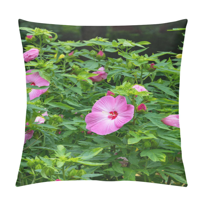 Personality  Pink Hibiscuses Moscheutos Flowers Blooming In Summer. Pillow Covers