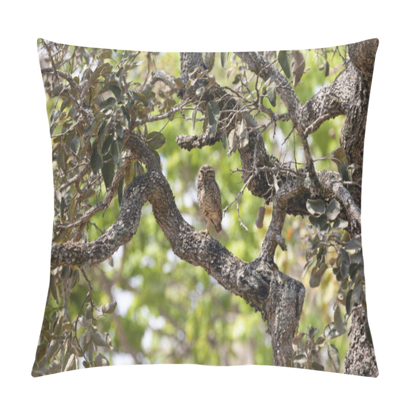 Personality  The Burrowing Owl Or Luck Owl Hidden Among The Branches Of A Tree. Species Athene Cunicularia. The Big Yellow Eyes Of American Owl. Bird Lover. Birdwatching. Mimicry Pillow Covers