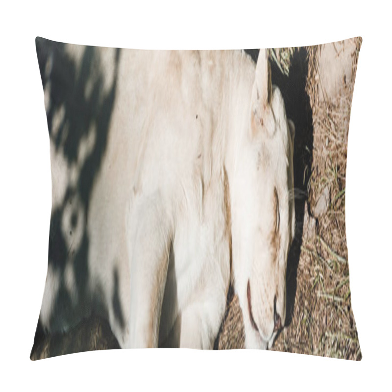 Personality  Panoramic Shot Of Lioness Sleeping Near Car Tire Outside  Pillow Covers