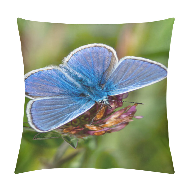 Personality  Adonis Blue Butterfly With Wings Outstretched In Spring Stock Photo Pillow Covers