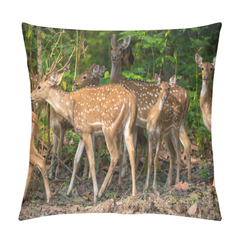 Personality  Sika Or Spotted Deers Herd In The Jungle. Wildlife And Animal Photo. Japanese Deer Cervus Nippon Pillow Covers