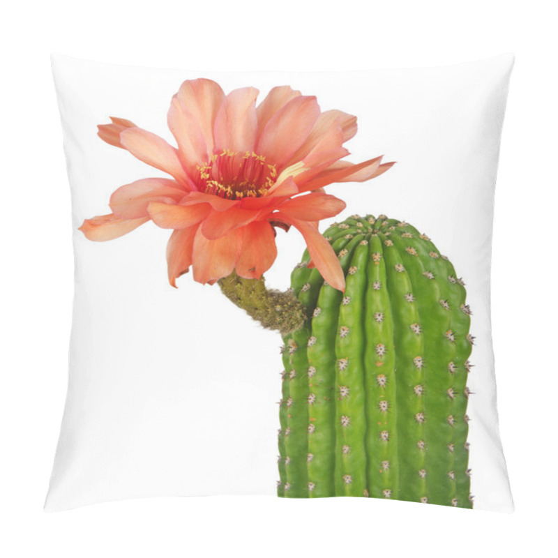 Personality  Cactus With Red Flowers Isolated On White Background Pillow Covers