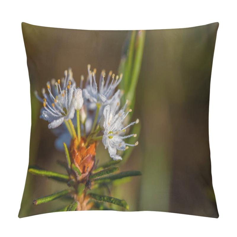 Personality  A Beautiful Marsh Labradors Growing In Natural Swamp Habitat. Wetland Scenery With Spring Flower In Latvia, Northern Europe. Pillow Covers