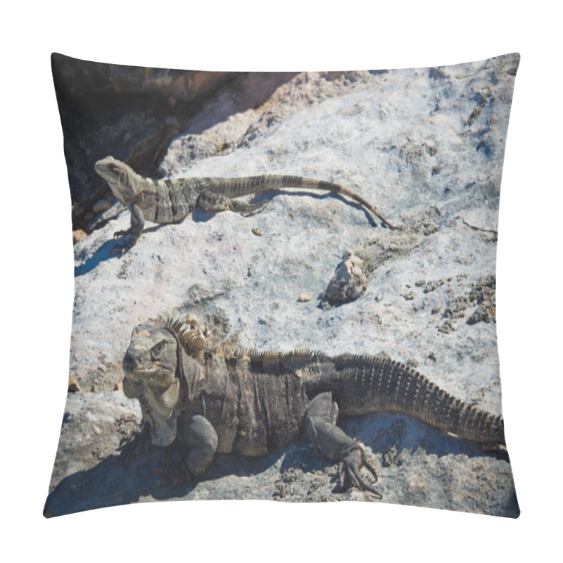 Personality  Iguanas On The Rocks. Isla Mujeres Pillow Covers