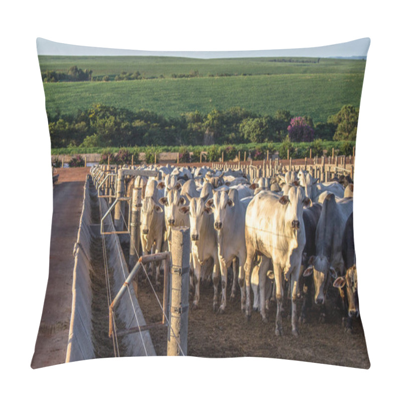 Personality  A Group Of Cattle In Confinement In Brazil Pillow Covers